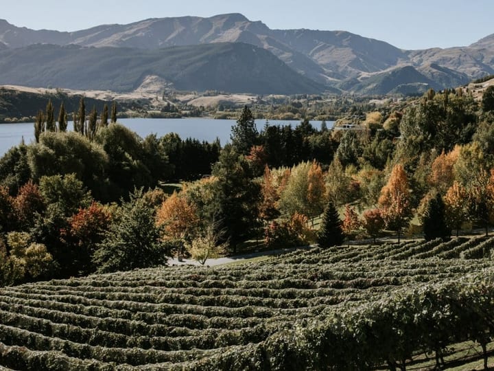 Rows of vines in autumn with lake and mountain range beyond, viewed from elevated grounds