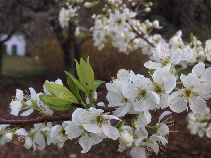 Tree blossom branch in foreground with homestead buildings visible behind
